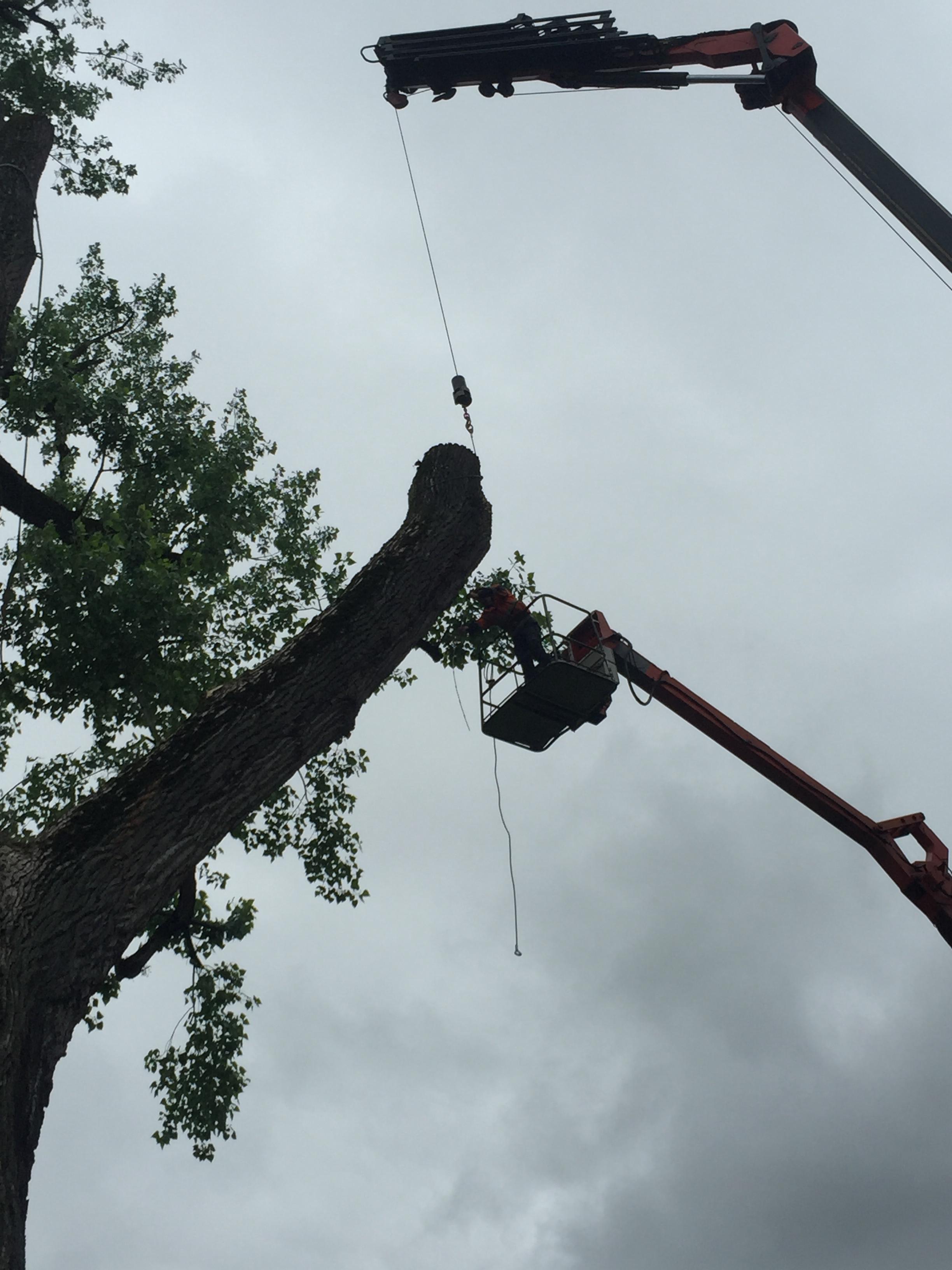 Abattage d'arbre avec grue et nacelle dans le Jura — SAS POLYVIER